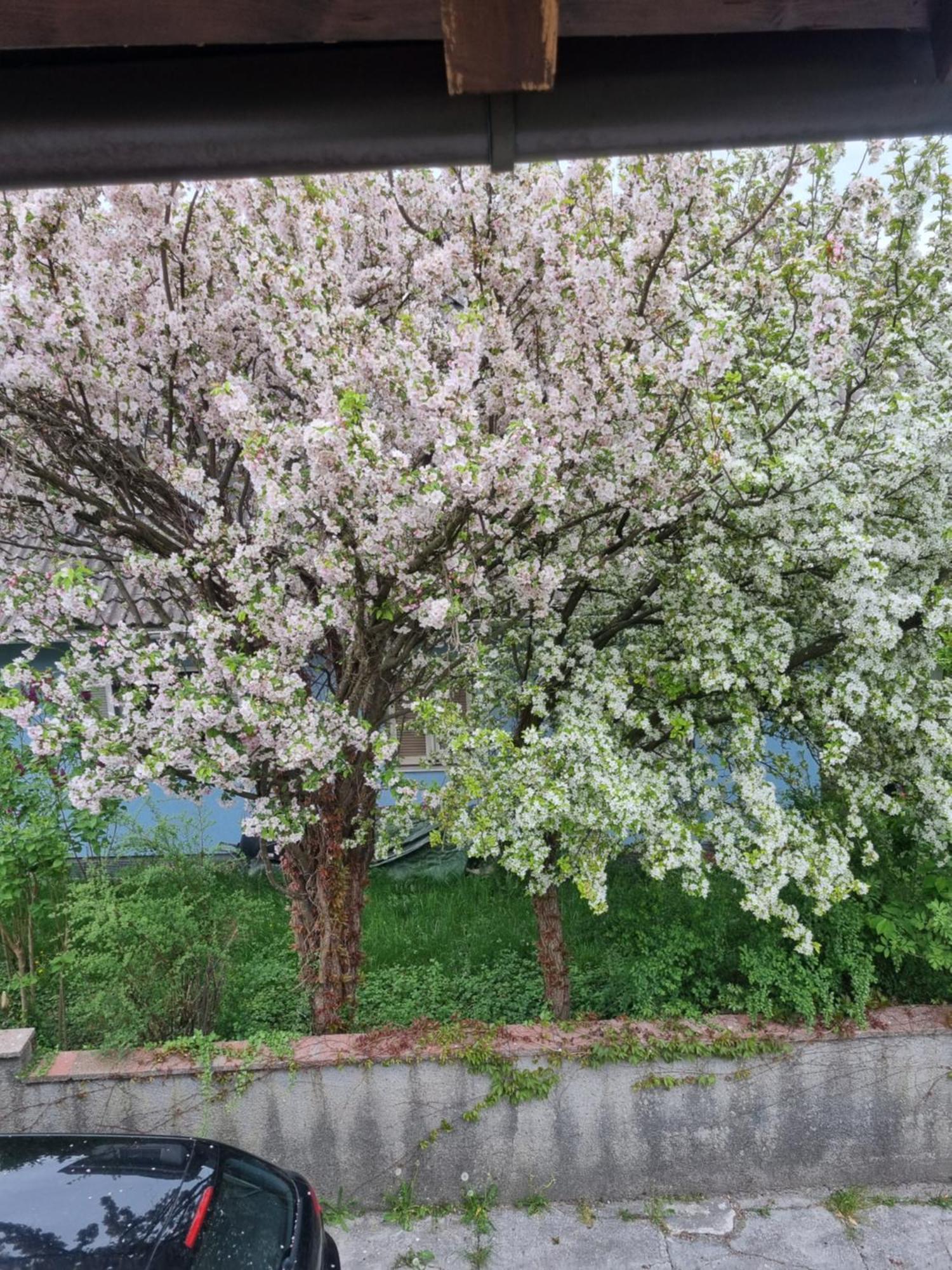 Ferienwohnung Anna Grodig Luaran gambar
